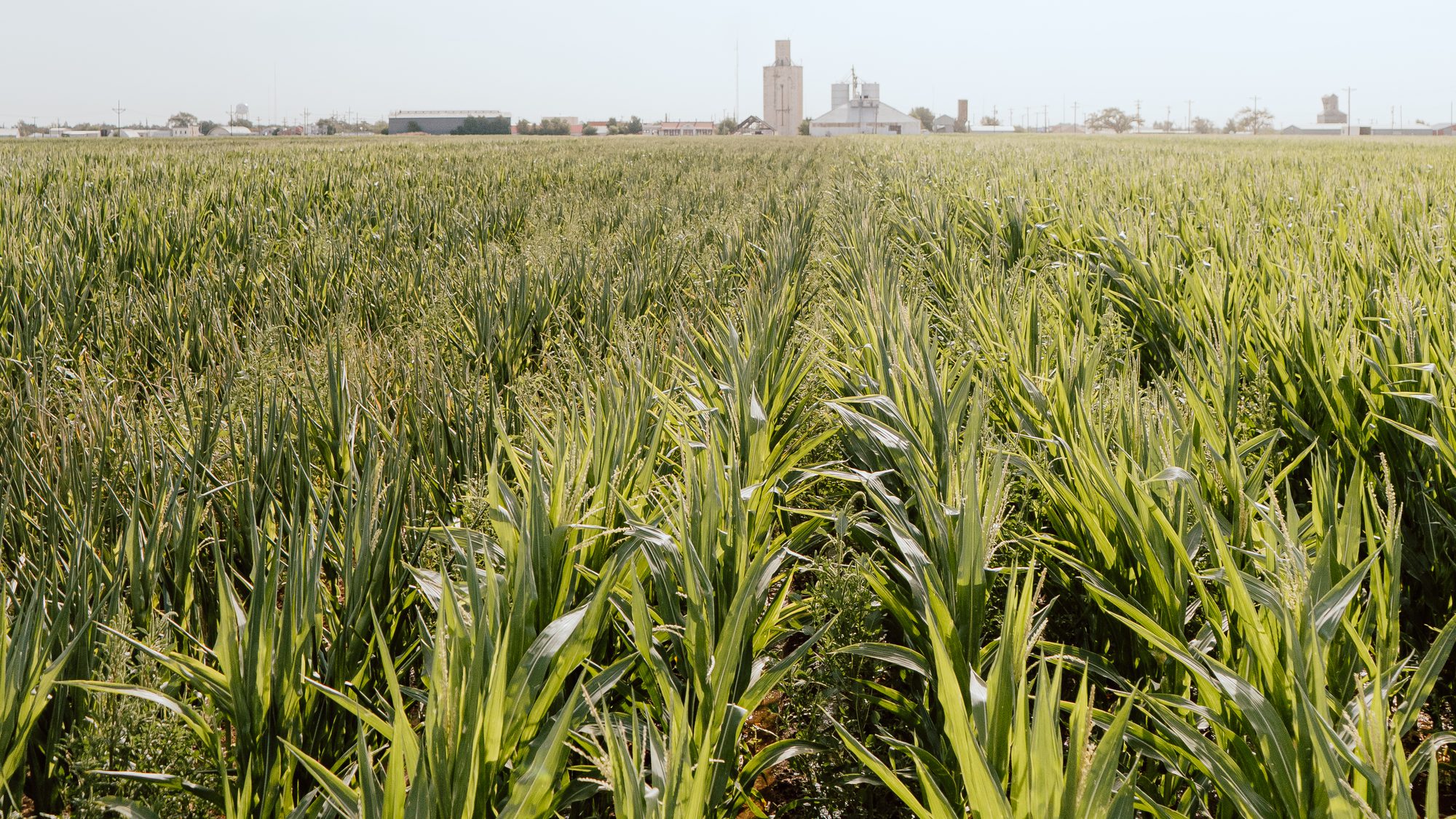 Rows of young crop in a Simmons Seed field with the Tulia elevator on the horizon